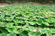 ����һ��